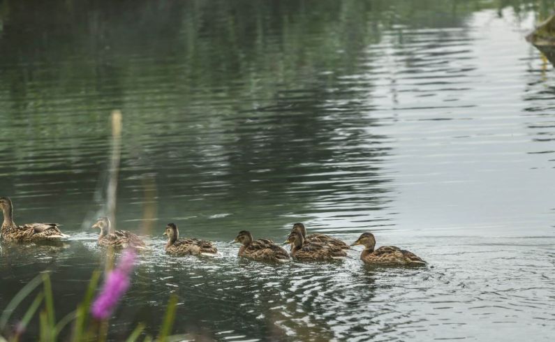 Entenküken folgen ihrer Entenmutter im Teich