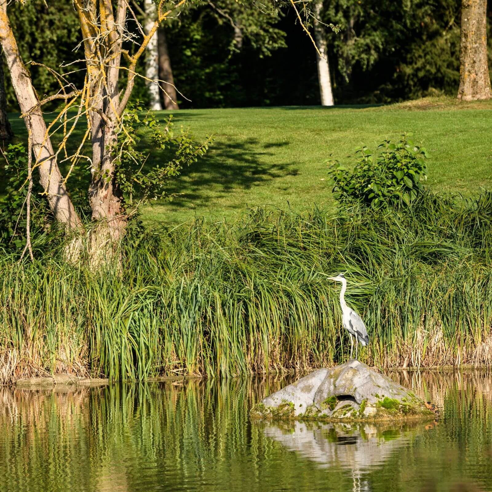 Hotel Öschberghof Nachhaltigkeit Tiere Golfplatz