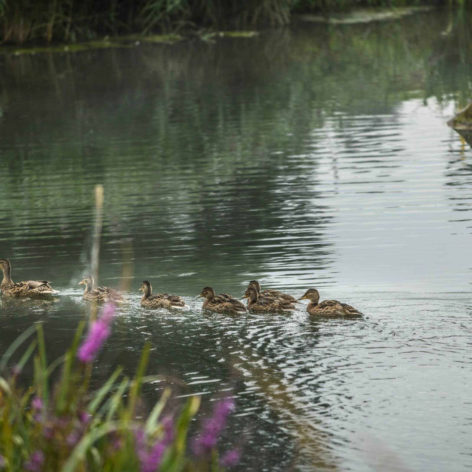 Entenküken folgen ihrer Entenmutter im Teich