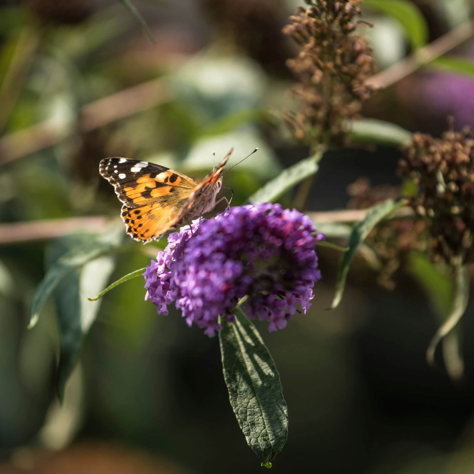 Hotel Nachhaltigkeit Öschberghof Schmetterling Blume